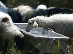 Κρήτη: Παρατείνονται έως τις 15/4 τα προληπτικά μέτρα για την ευλογιά των αιγοπροβάτων