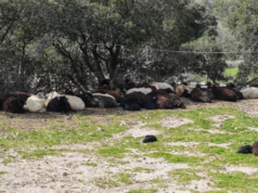 Αυστηροί έλεγχοι αλλά χωρίς ουσιαστική πρόληψη! Συνεχίζει τον χαβά της η Κυβέρνηση για την ευλογιά