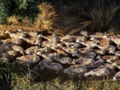 Αφθώδης πυρετός: 5 μήνες θα χρειαστούν για να “σκαναριστεί” η Λέσβος – Οι κτηνοτρόφοι κουράστηκαν με την κυβέρνηση