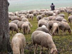 Ευλογιά προβάτων: Εννέα επιβεβαιωμένα κρούσματα στην Πελοπόννησο
