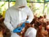 Επιβεβαιώθηκε νέο κρούσμα γρίπης των πτηνών στην Αυστραλία