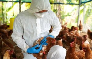 Επιβεβαιώθηκε νέο κρούσμα γρίπης των πτηνών στην Αυστραλία