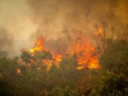 Σάλος μετά τη σύλληψη προϊσταμένου του ΔΕΔΔΗΕ για τη φωτιά στα Σφακιά, με τους εργαζόμενους να καταγγέλλουν ότι η κυβέρνηση μεταθέτει τις ευθύνες στους υπαλλήλους